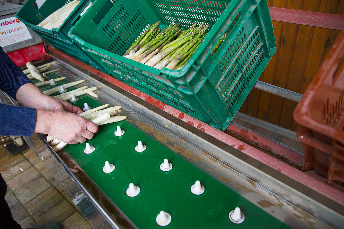 Freshly harvested green and white asparagus
