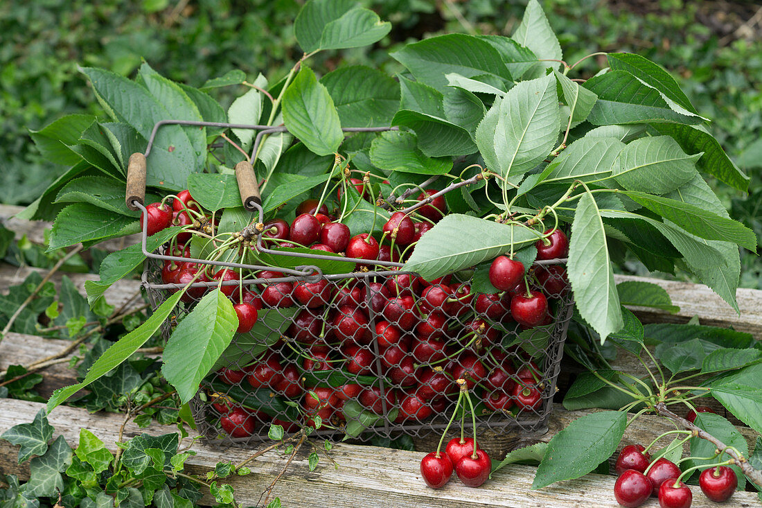 Freshly picked sweet cherries in a wire basket