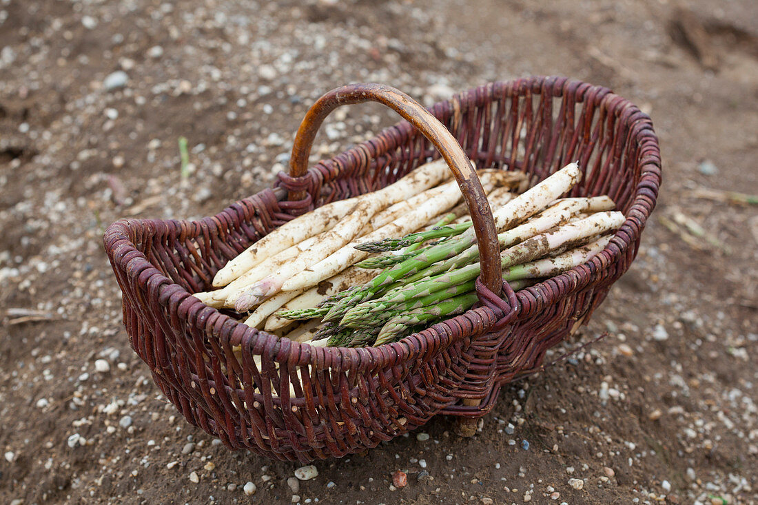 Freshly harvested green and white asparagus in a wicker basket