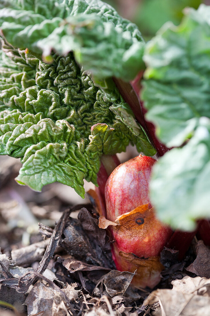 Rhubarb plant