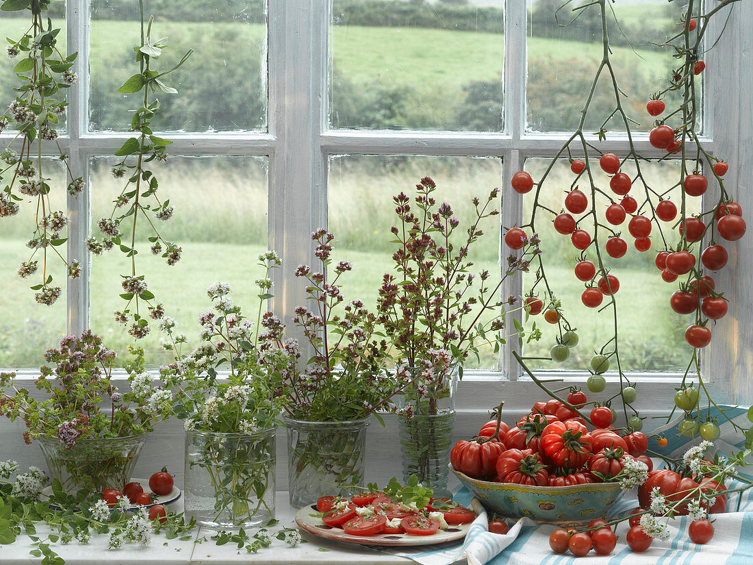 An arrangement of various types of tomatoes and oregano on a windowsill