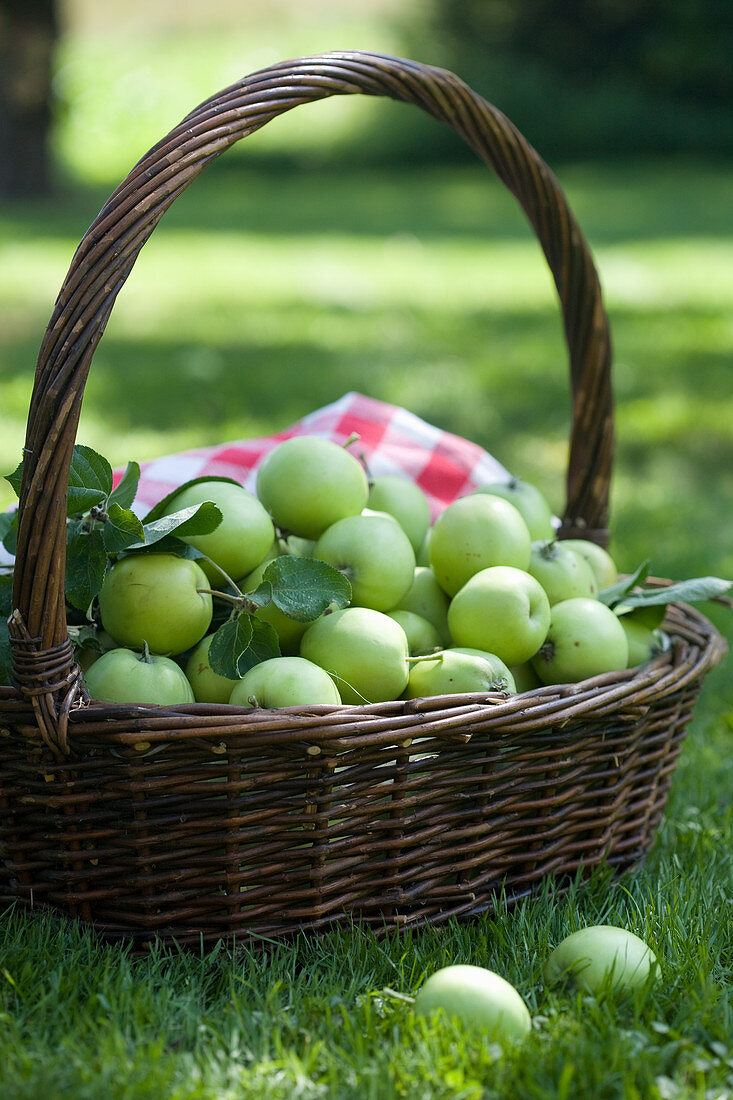 Frisch gepflückte grüne Äpfel in Weidenkorb
