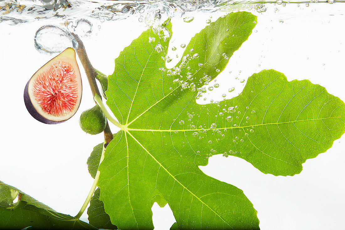 Figes and a fig leaf falling into fresh water