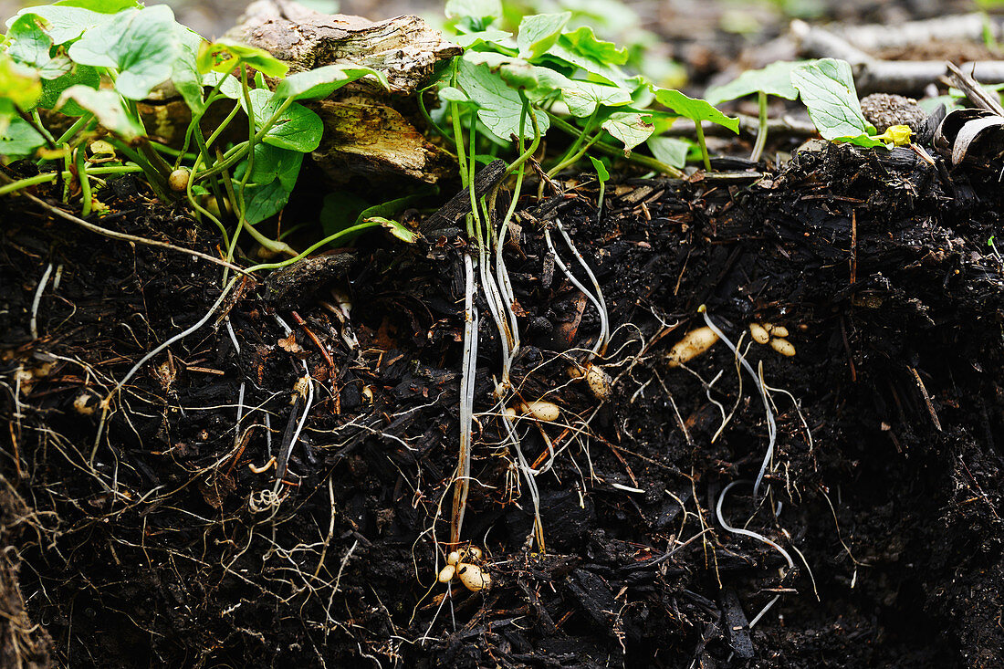 Plants roots in soil