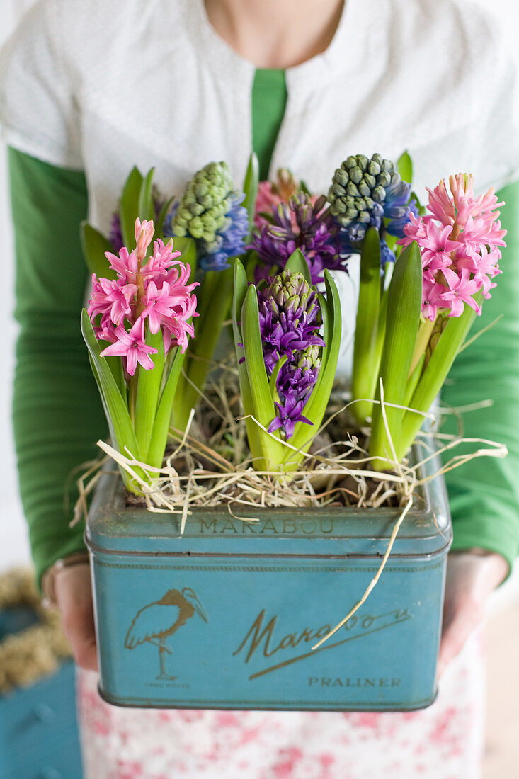 Woman holding old tin planted with hyacinths