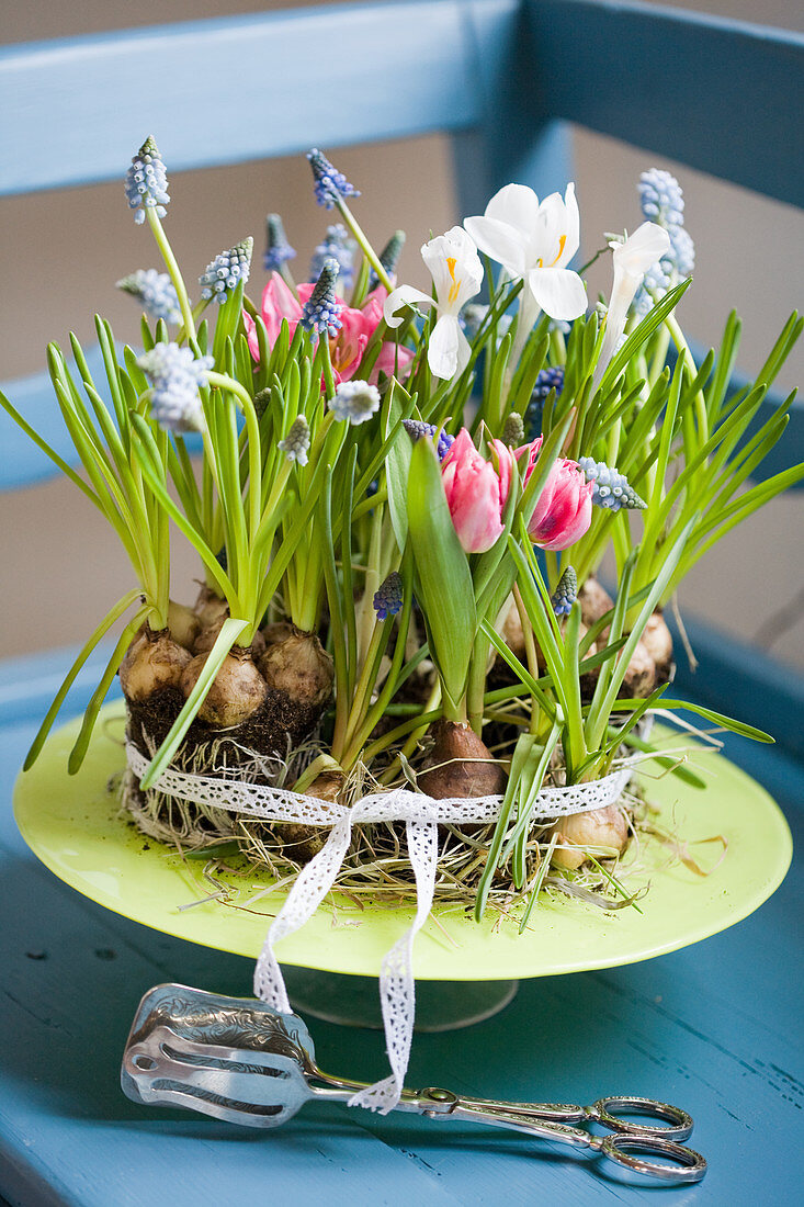 Blumentorte aus Tulpen, Traubenhyazinthen und Netziris