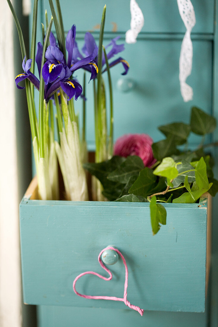 Reticulated iris and ivy planted in open drawer decorated with small heart and ranunculus flower