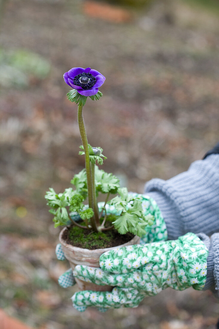 Woman holding potted poppy anemone