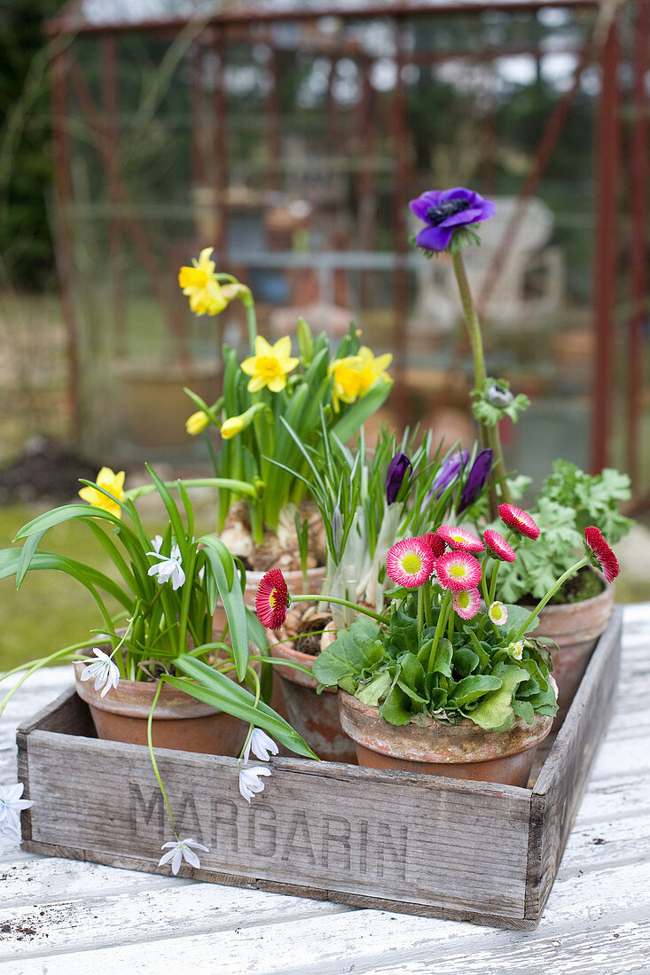 Potted bellis, narcissus, poppy anemone, crocus and star-of-Bethlehem in wooden crate