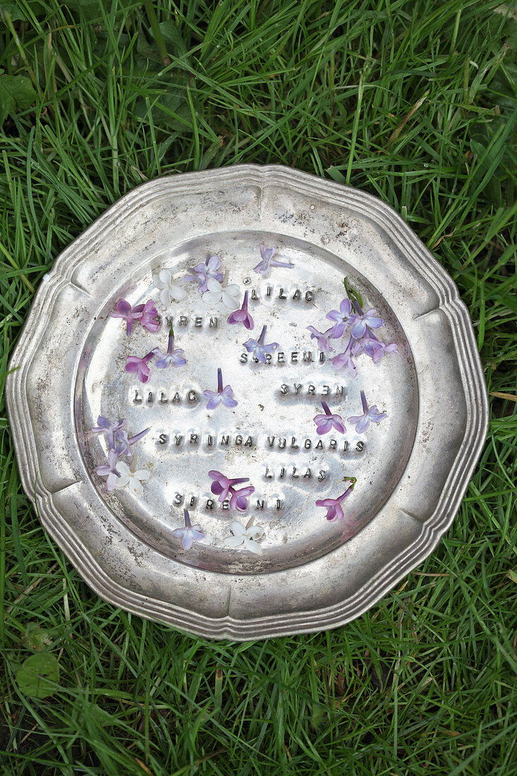 Lilac florets on pewter plate