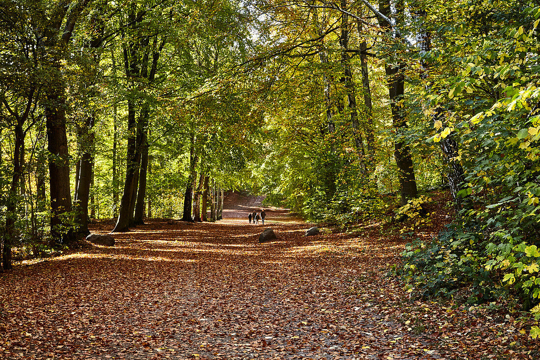 Herbstlicher Wald