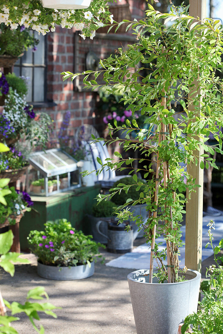 Plants in zinc pots