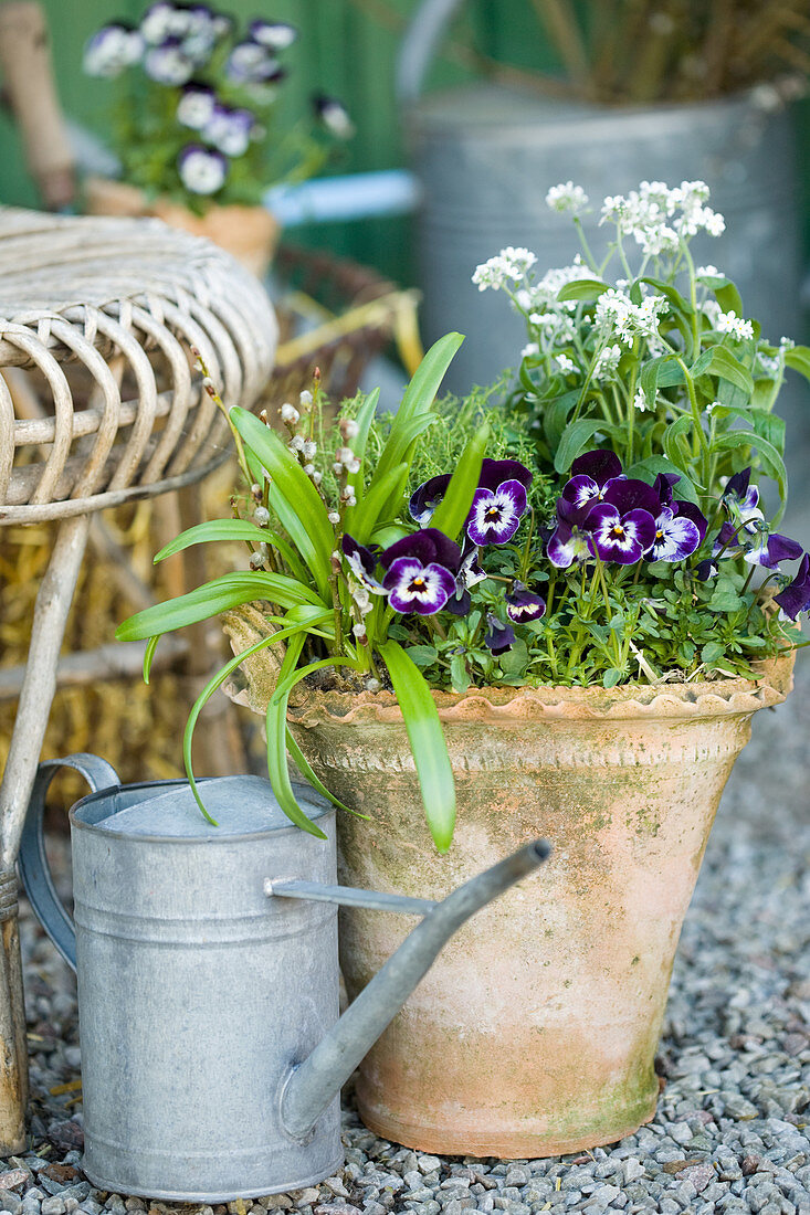 Violas and white forget-me-nots planted in terracotta pot