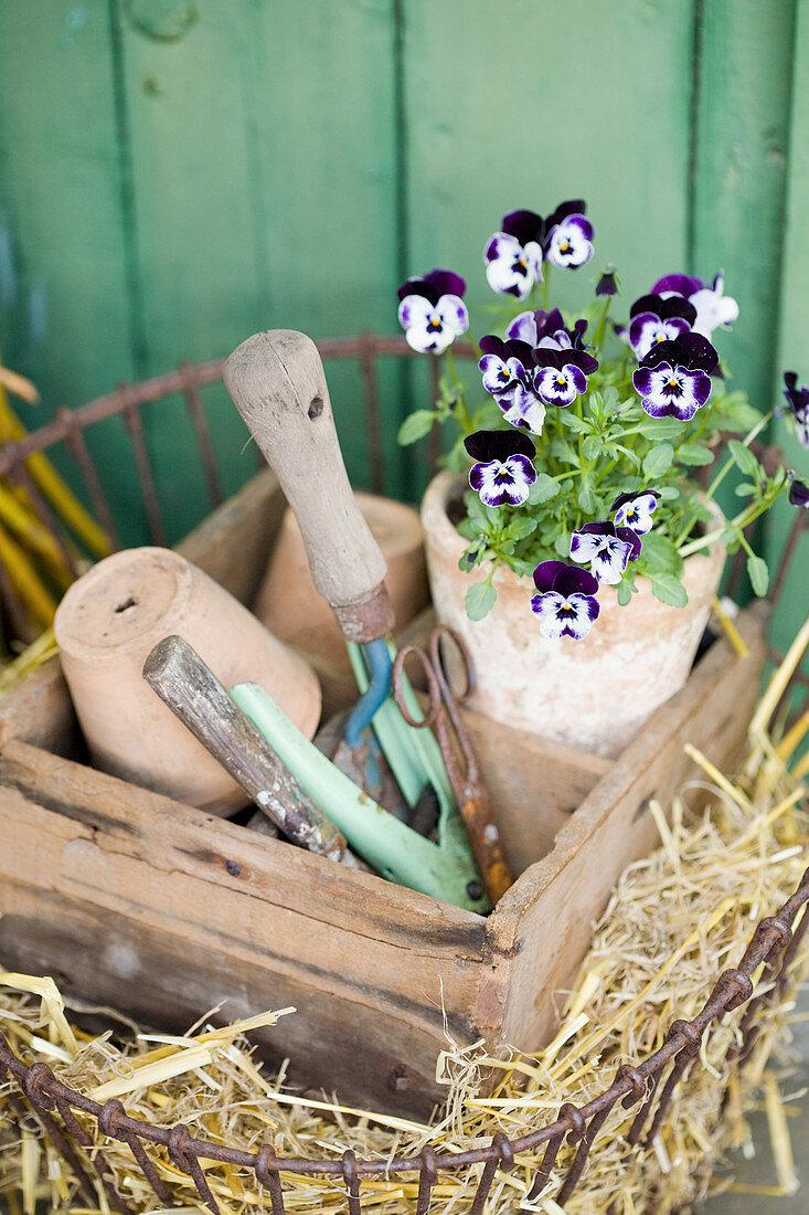 Potted viola and work utensils in wooden crate
