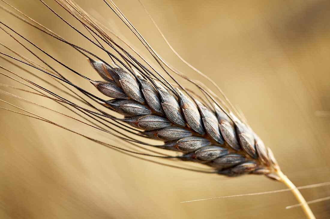 Black emmer wheat (Triticum dicoccon var. atratum)