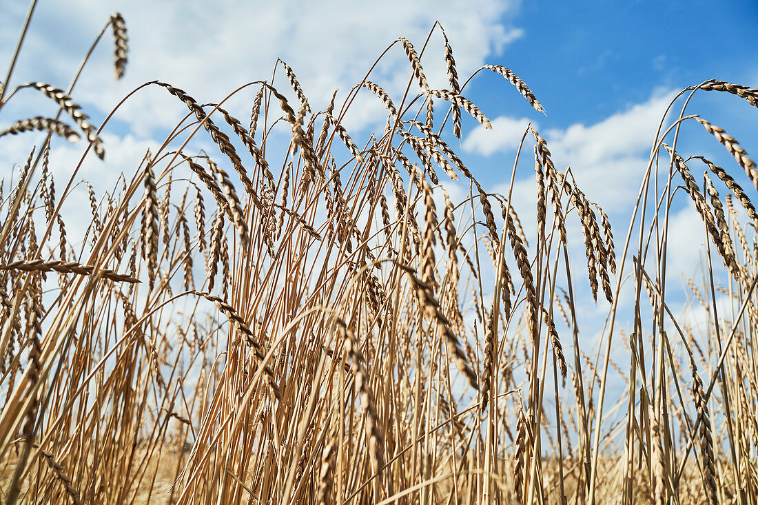 A field of wheat