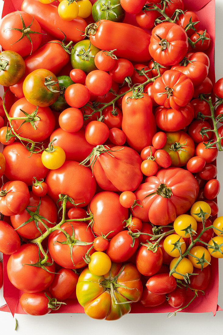 Kiste mit verschiedenen Tomatensorten
