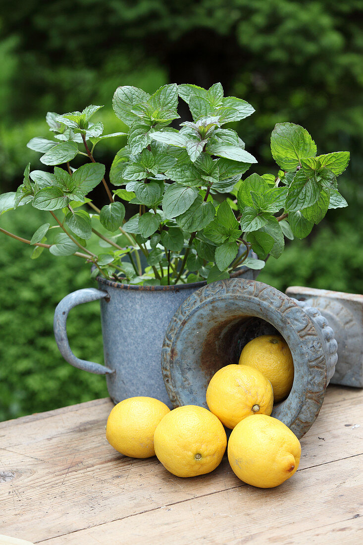 Lemons and mint in enamel pots on a garden table