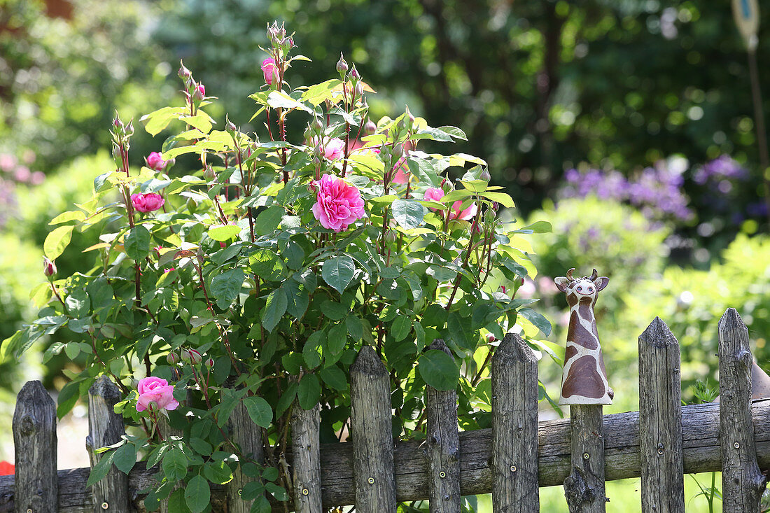 Blühender Rosenstrauch hinter Gartenzaun aus Holz