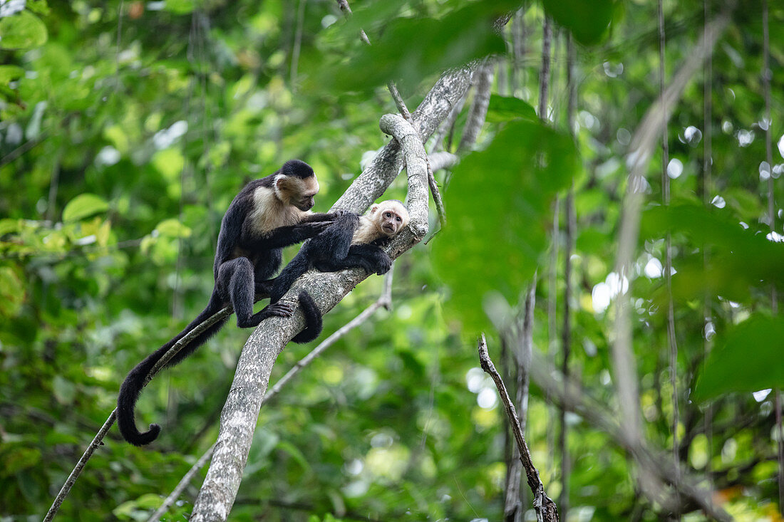 Capuchin monkeys, Corcovado National Park, Osa Peninsula, Costa Rica, Central America