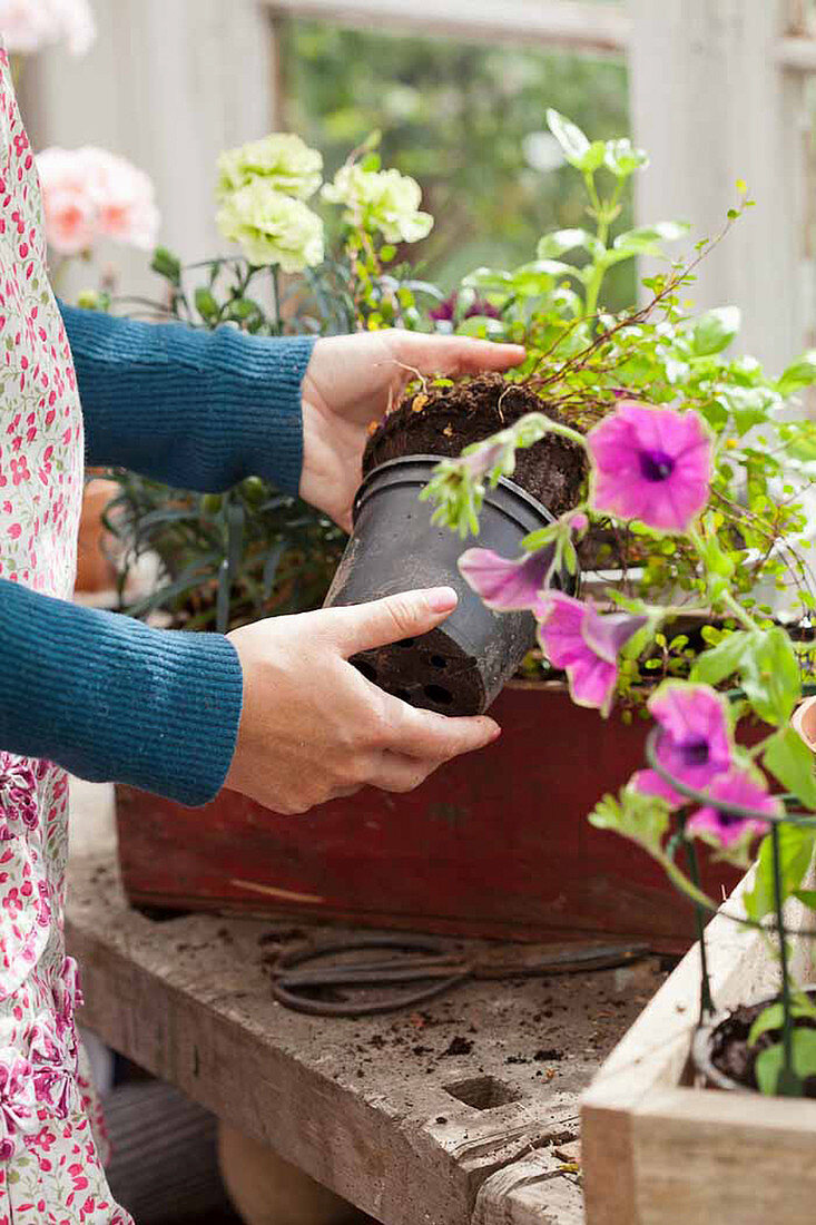 Balkonblumen aus den Plastiktöpfen nehmen