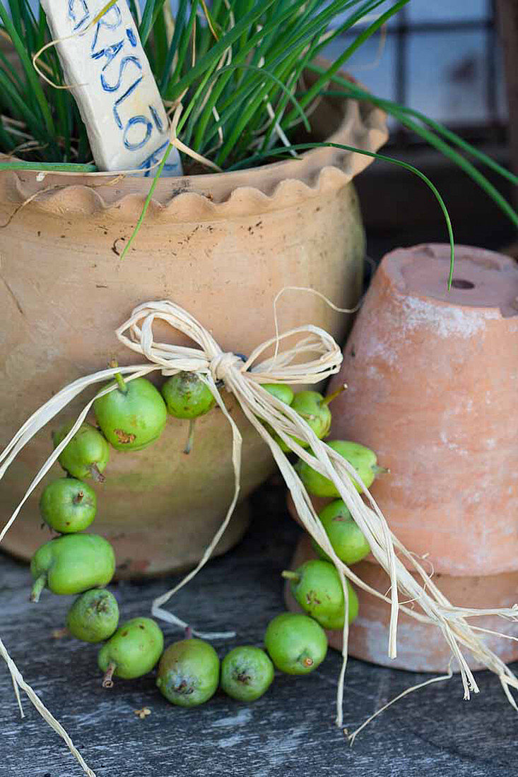 Wreath of unripe apples leaning against pot of chives