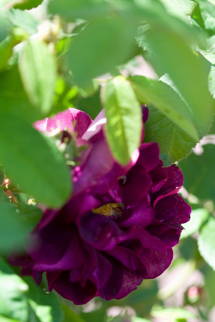 Gallic rose 'Tuscany superb'