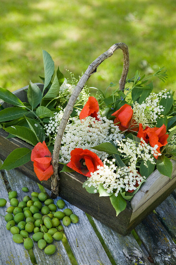 Elderflowers and poppies in trug