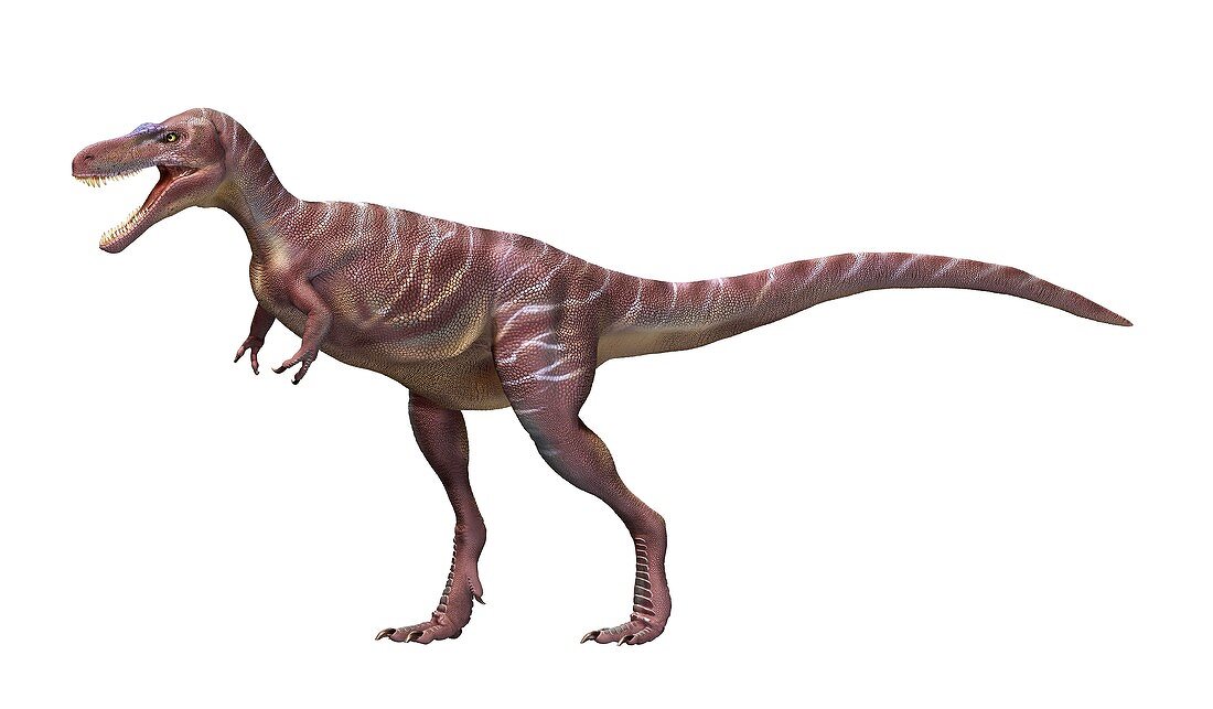 Appalachiosaurus dinosaur, illustration