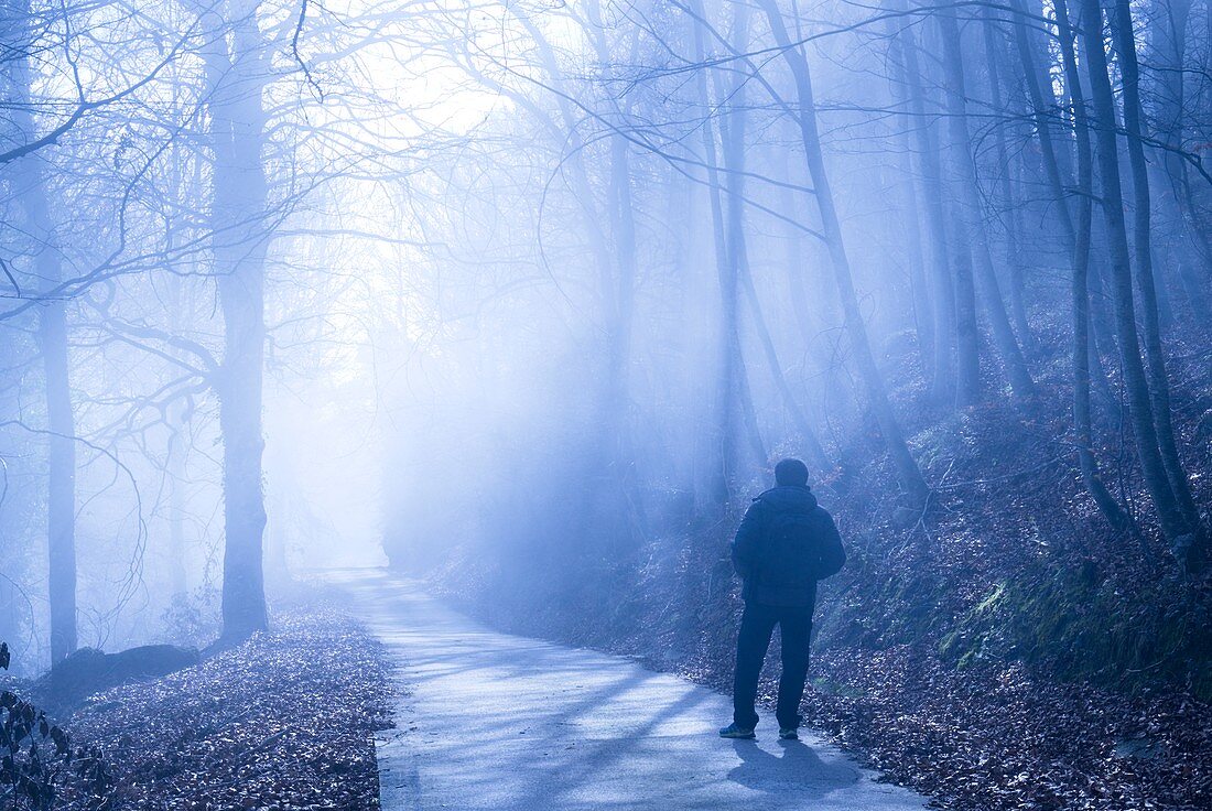 Man in beech forest