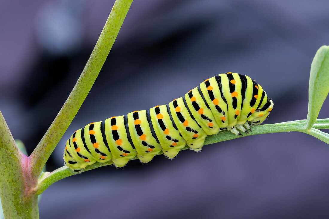 Old world swallowtail caterpillar
