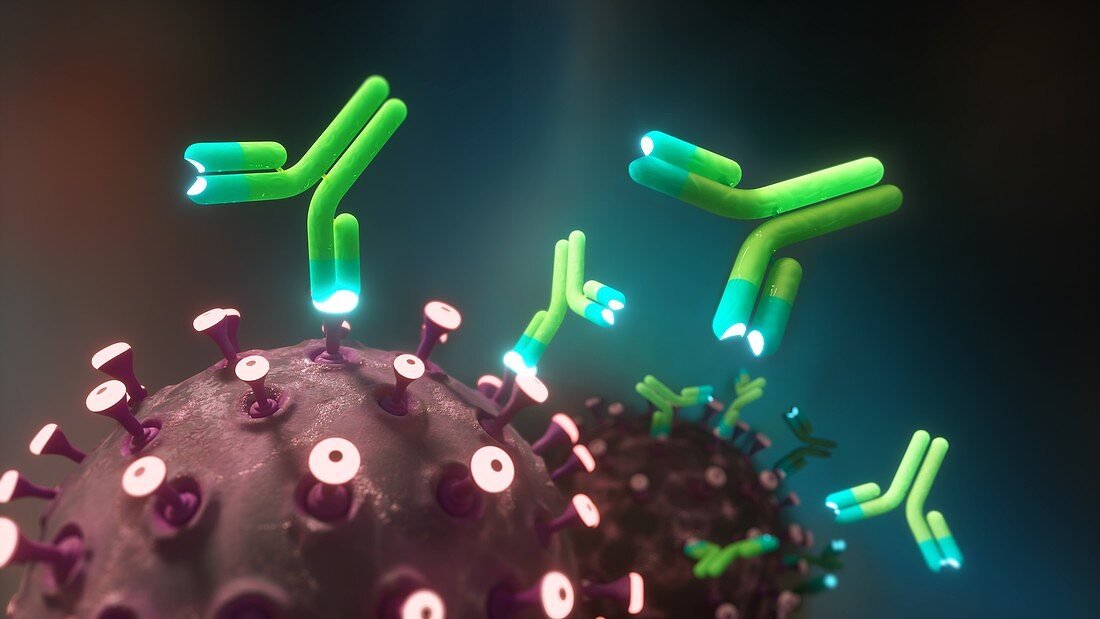 Monoclonal antibodies and coronavirus, illustration