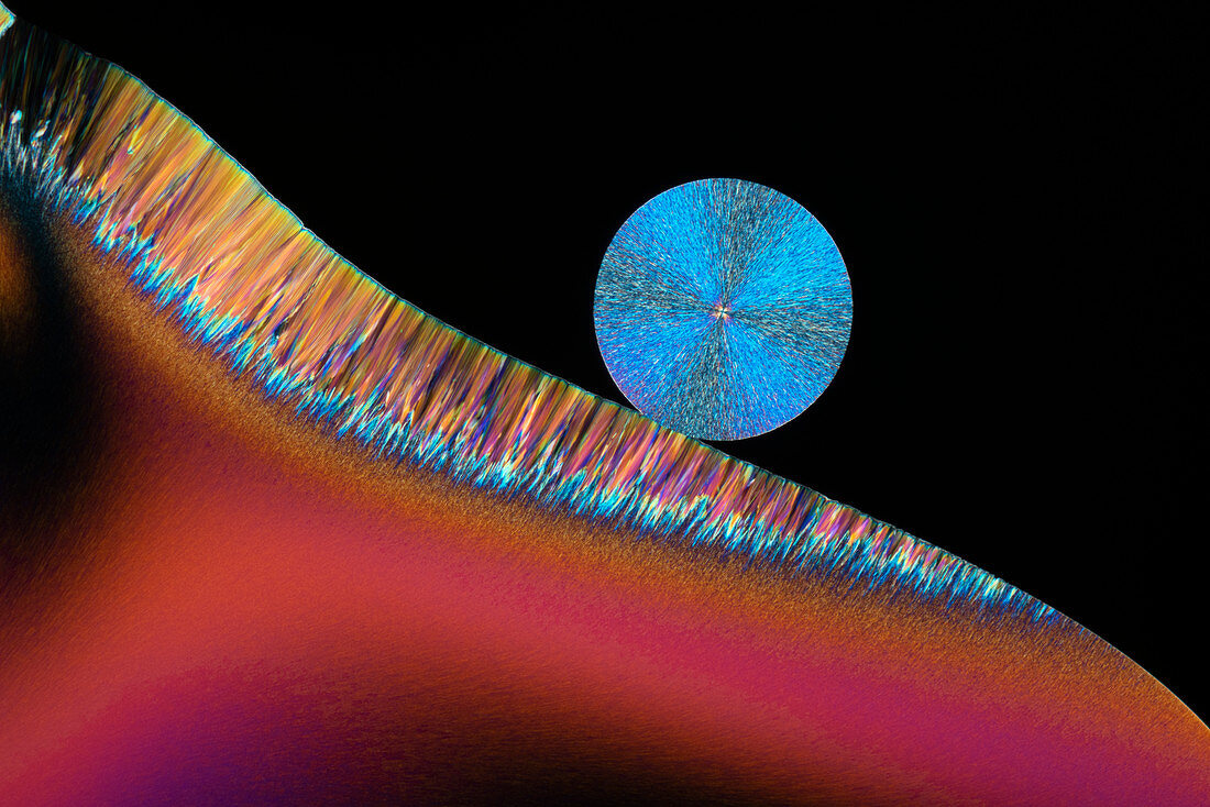 Vitamin B3 and urea, polarised light micrograph