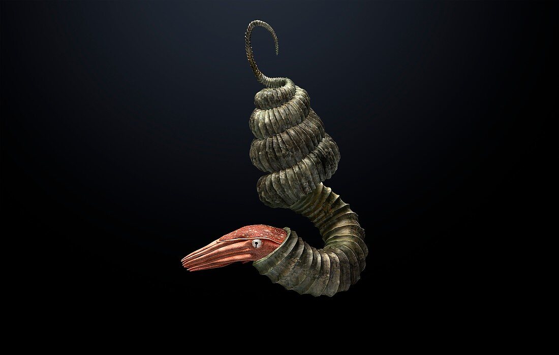 Didymoceras ammonite, illustration