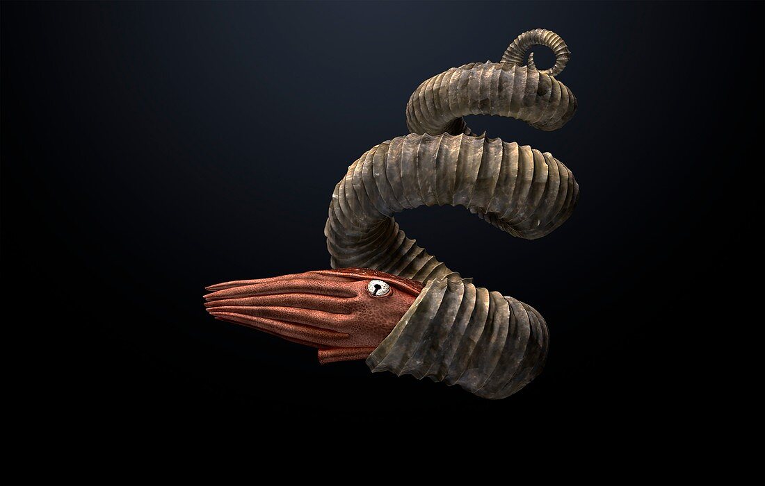 Eubostrychoceras ammonite, illustration