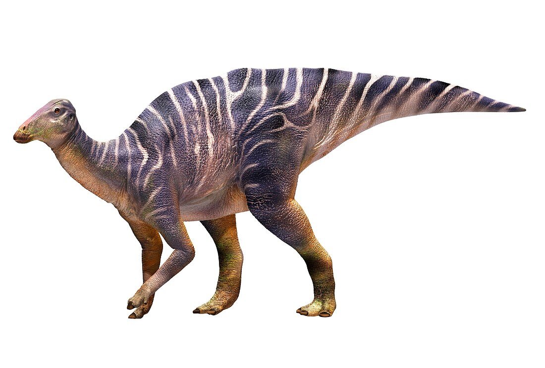 Hadrosaurus dinosaur, illustration