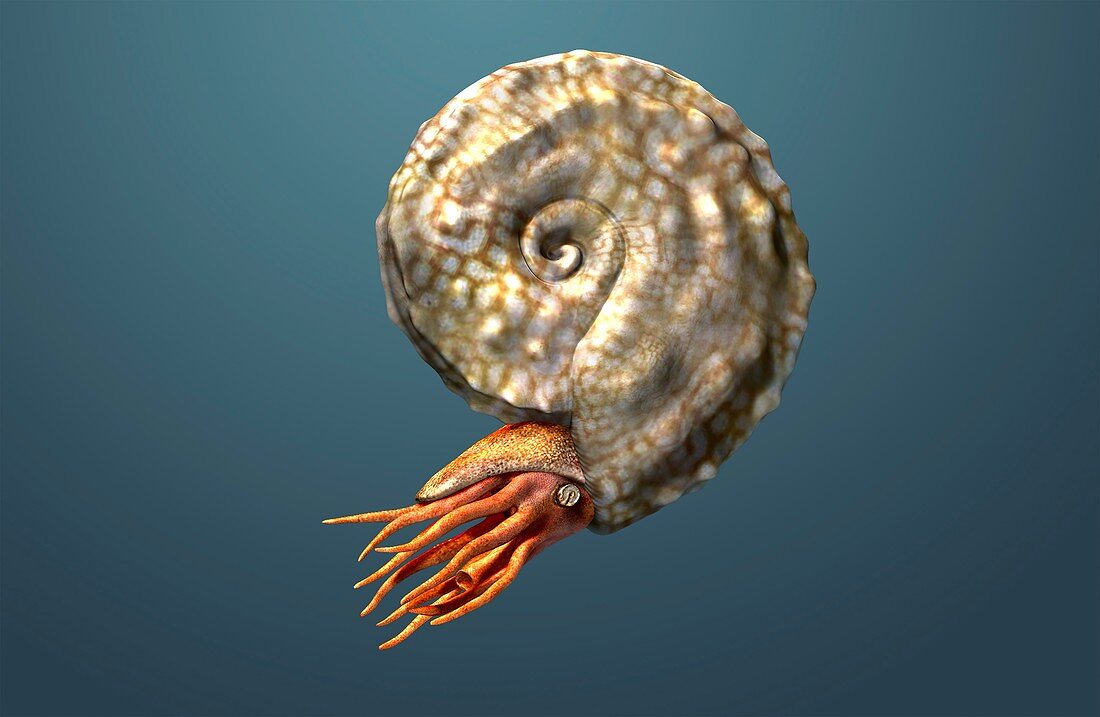 Placenticeras ammonite, illustration