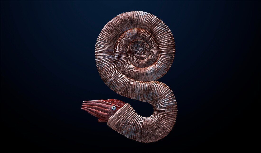 Pravitoceras ammonite, illustration