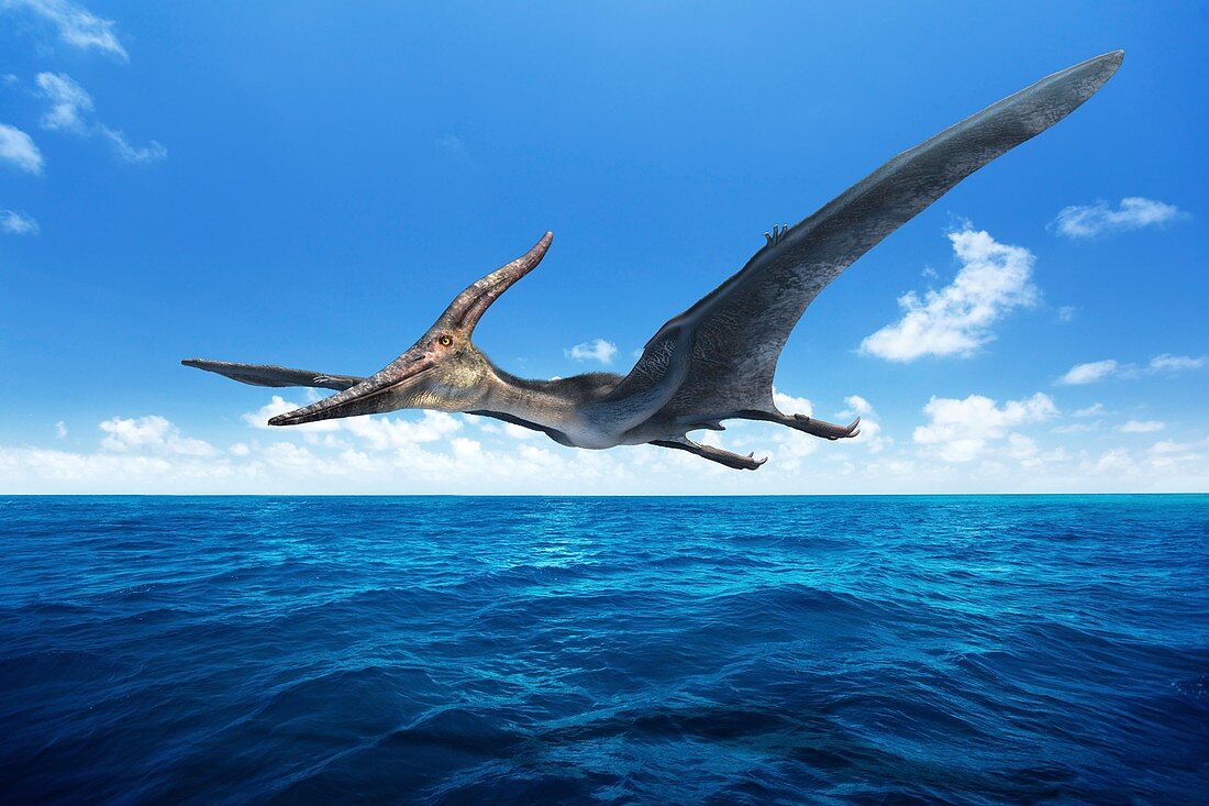 Pteranodon pterosaur, illustration