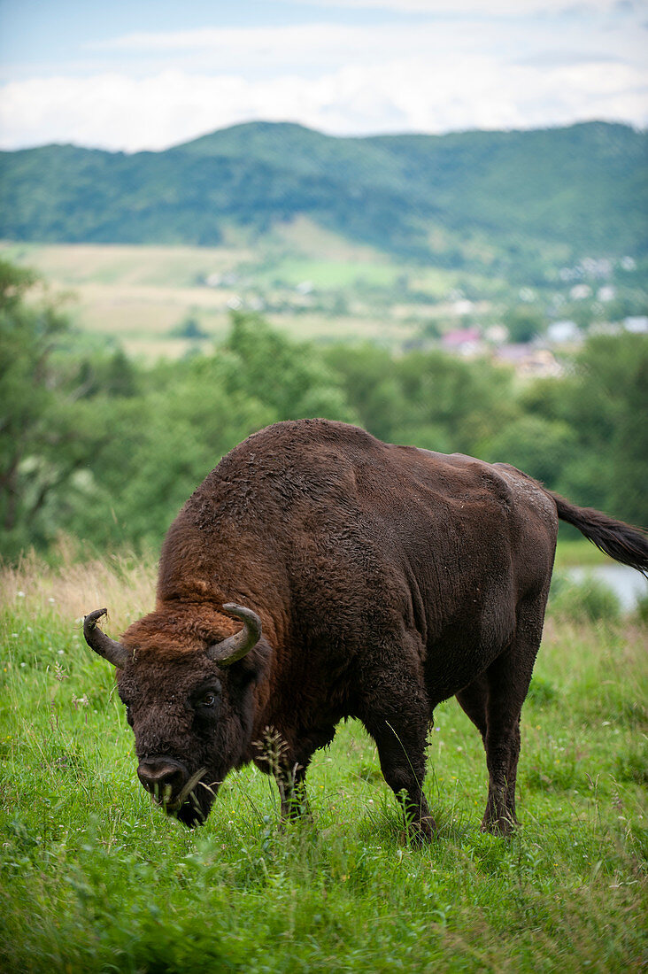 Europen Bison