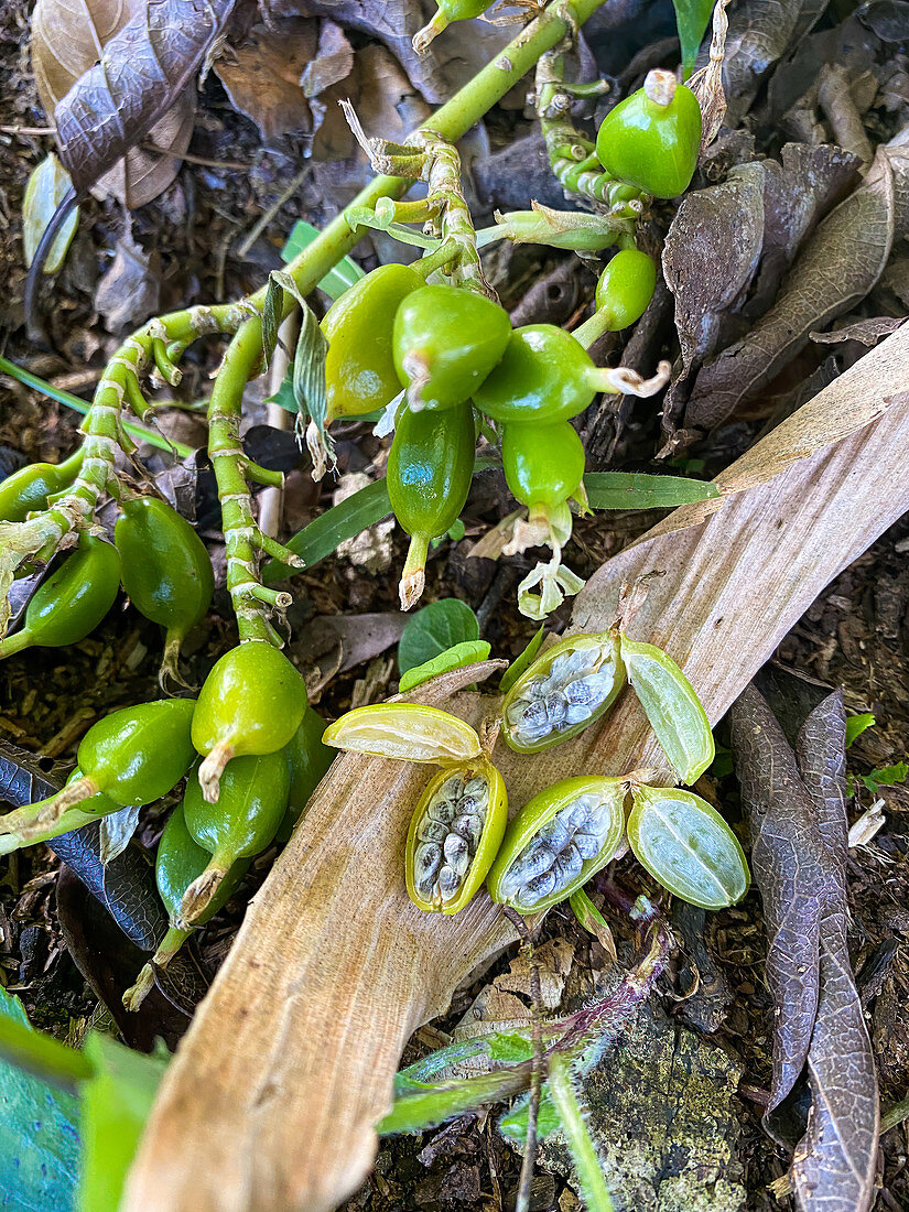 Green cardamom (Elettaria cardamomum)