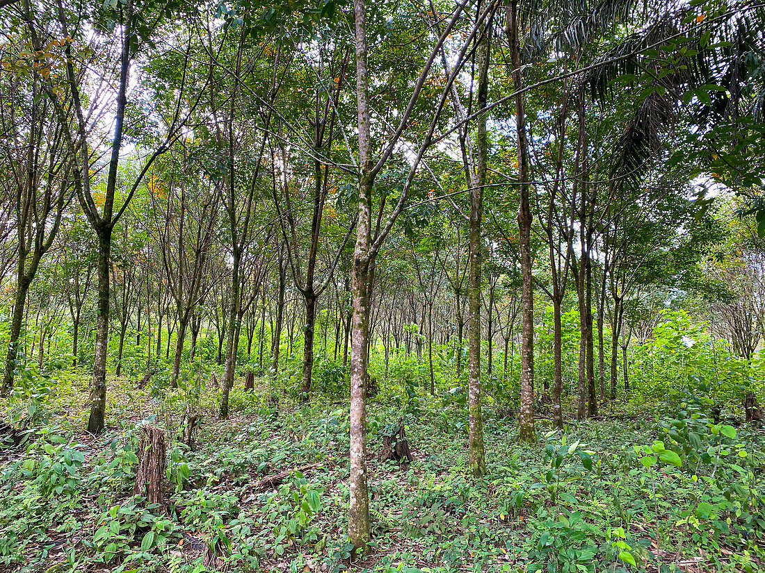 Rubber tree plantation, Hevea brasiliensis, Guatemala