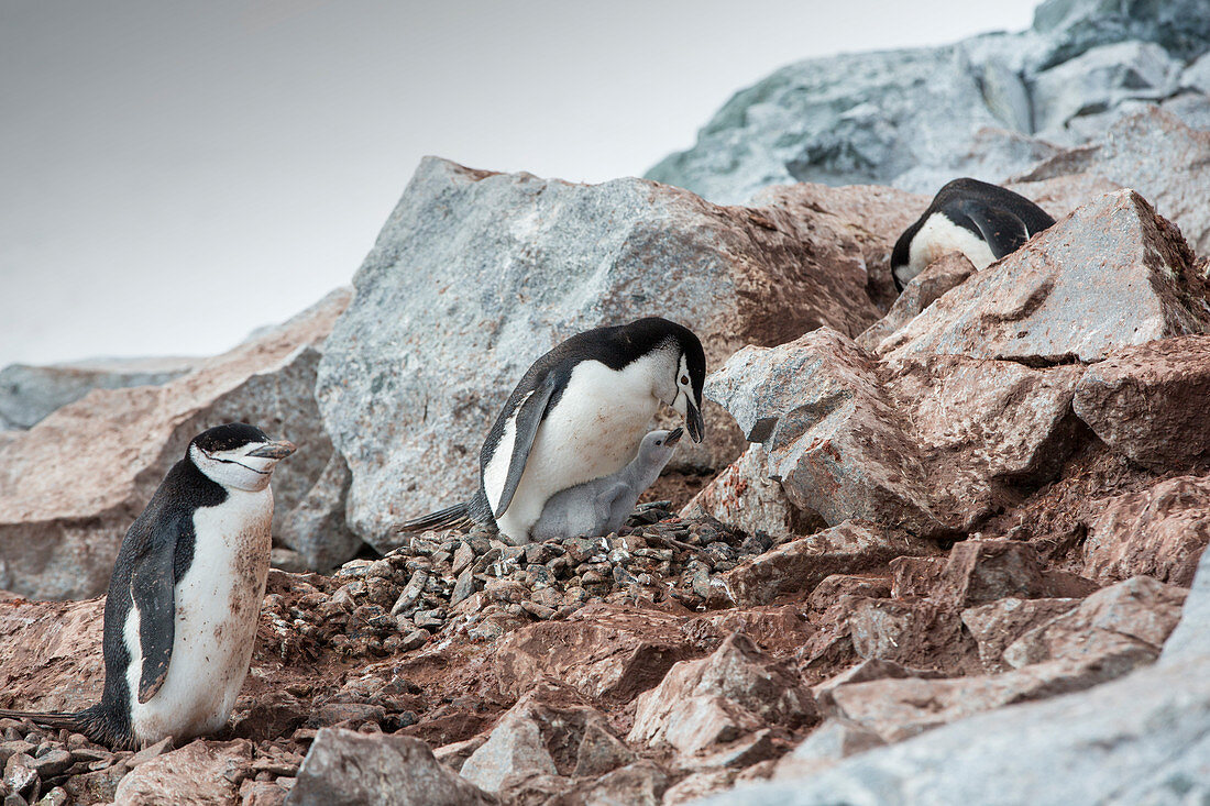 Chinstrap penguins with chicks
