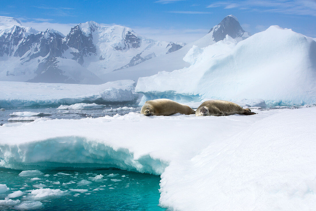 Crabeater seals on sea ice