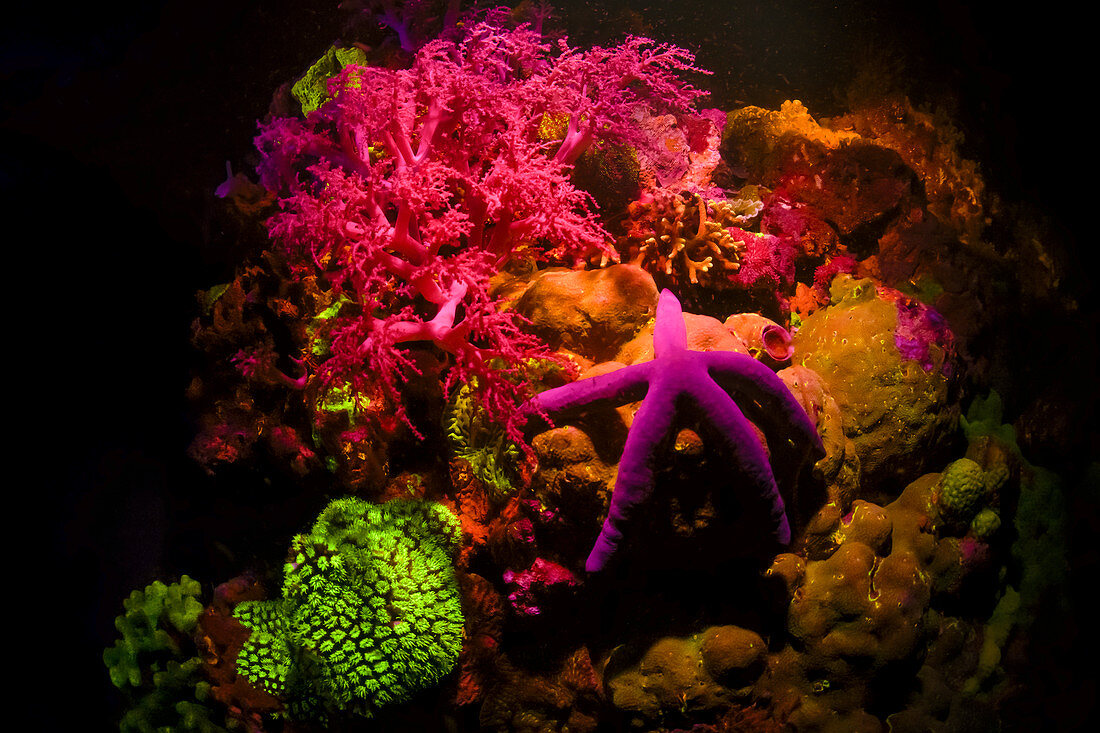 Coral reef and starfish fluorescing at night