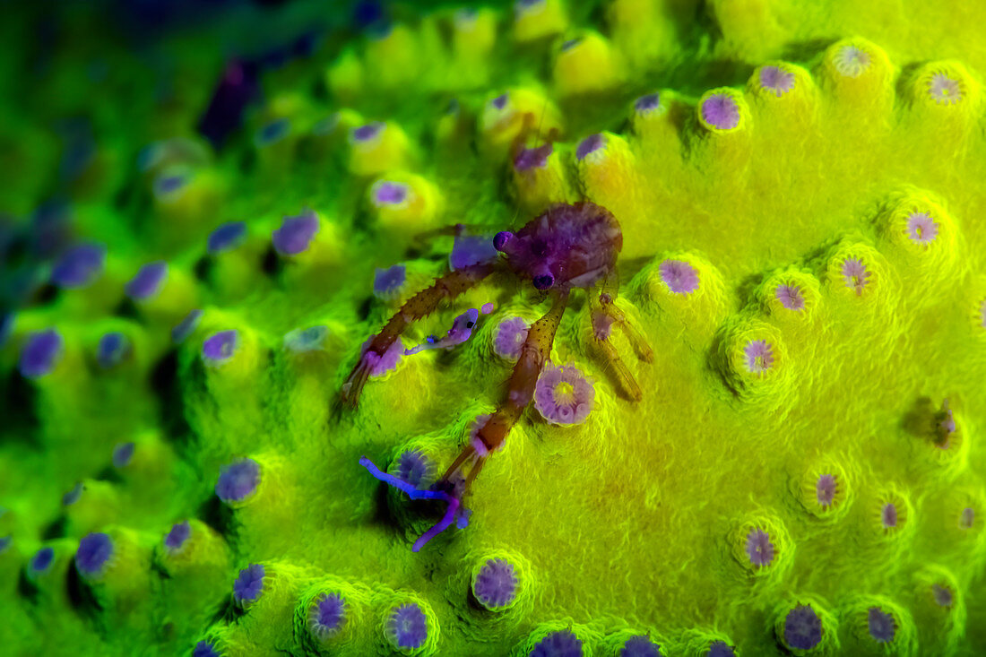 Squat lobster with planktonic prey on fluorescing coral