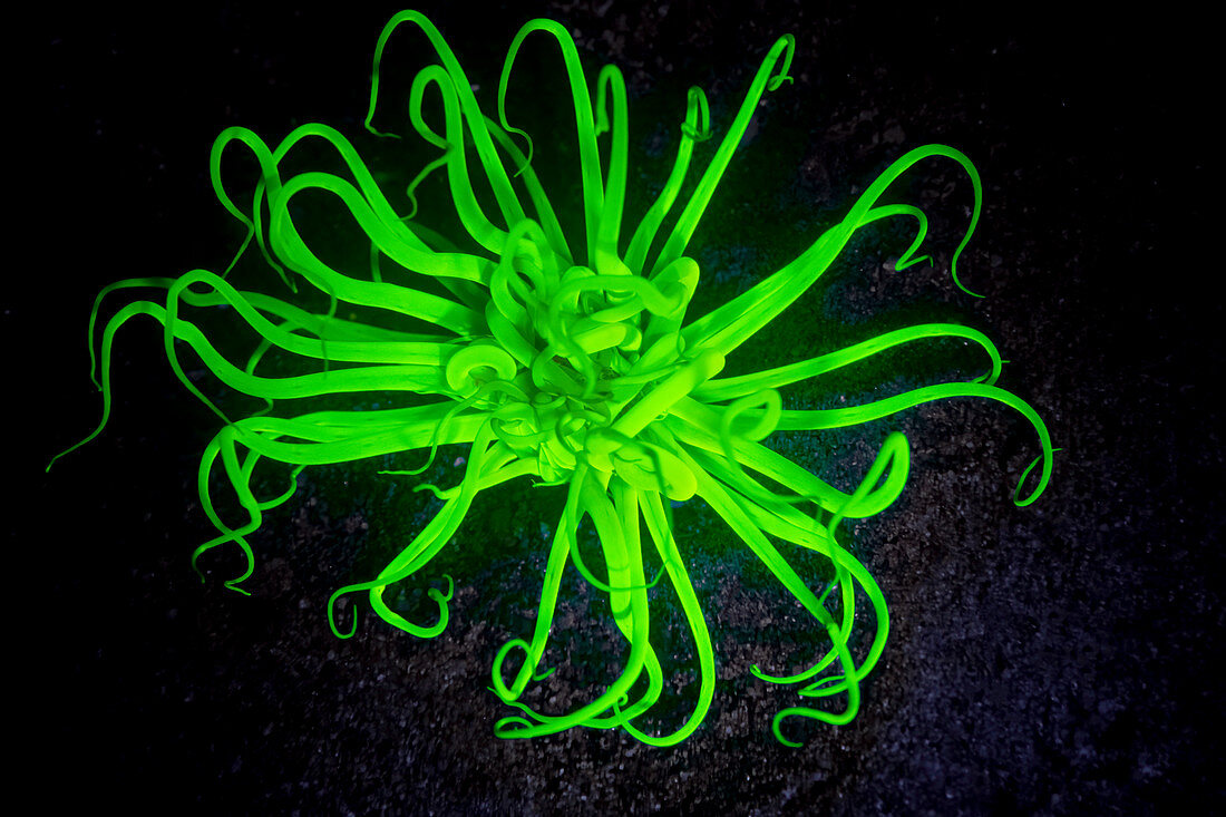 Anemone fluorescing green at night