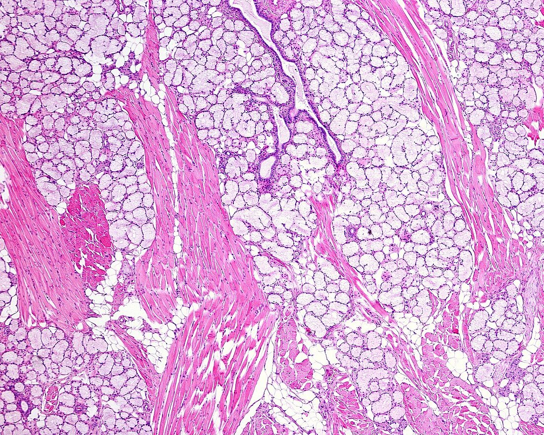 Weber's glands, light micrograph