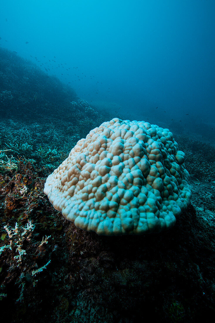 Bleached hard coral colony