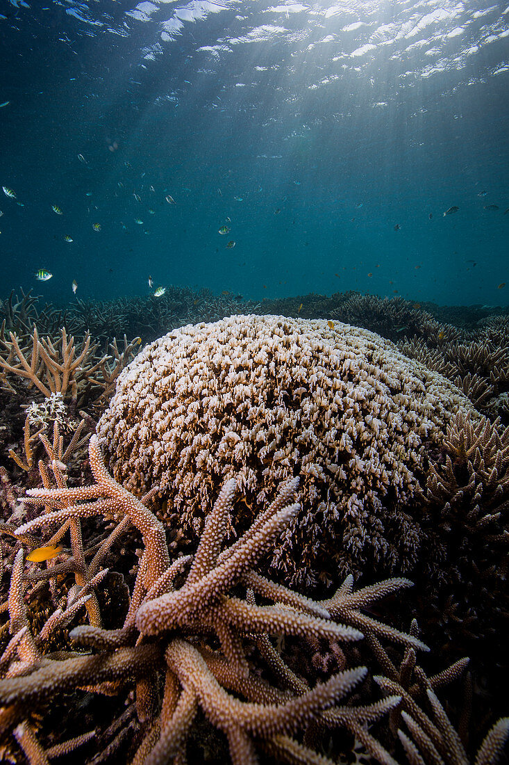 Bleaching hard coral colonies